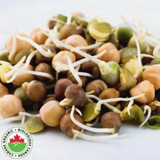 Crunchy Bean Mix Sprouts Organic Thumbnail